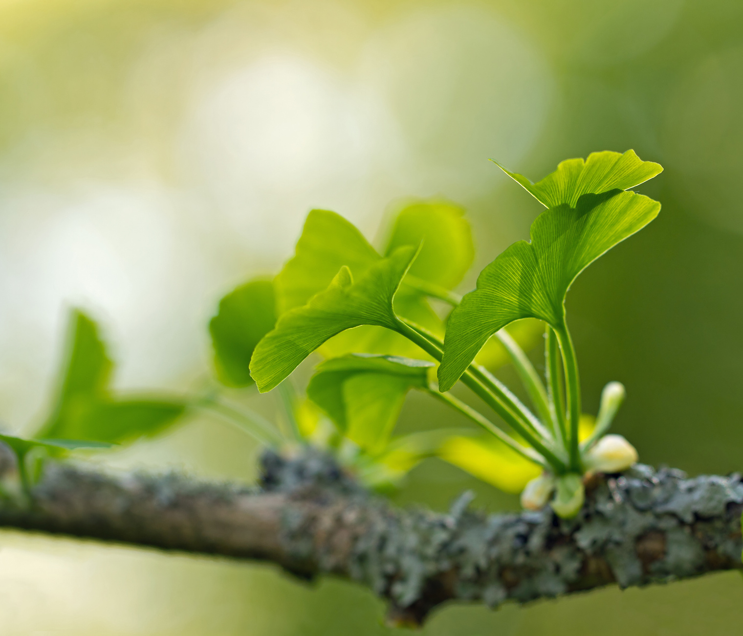 Ginkgo Biloba leaves